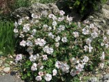 Geranium dalmaticum 'alba'