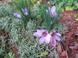 Crocus sativus