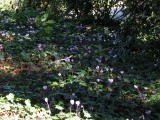 Cyclamen hederifolium - jesenný
