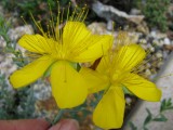 Hypericum aviculariifolium ssp.uniflorum