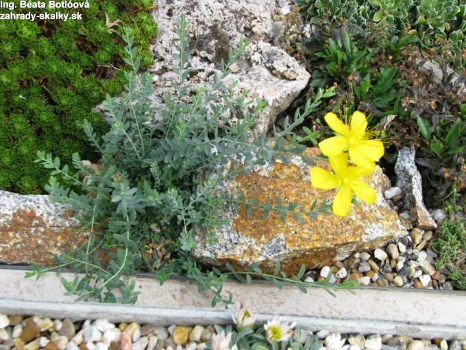Hypericum aviculariifolium ssp.uniflorum