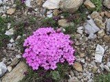 023 Dianthus microlepis
