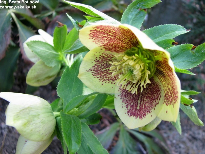 003 Helleborus orientalis hyb.