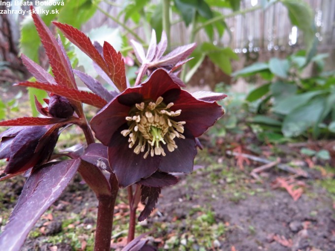 010 Helleborus sp.