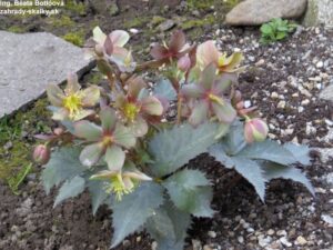 011 Helleborus 'Silver Dollar'